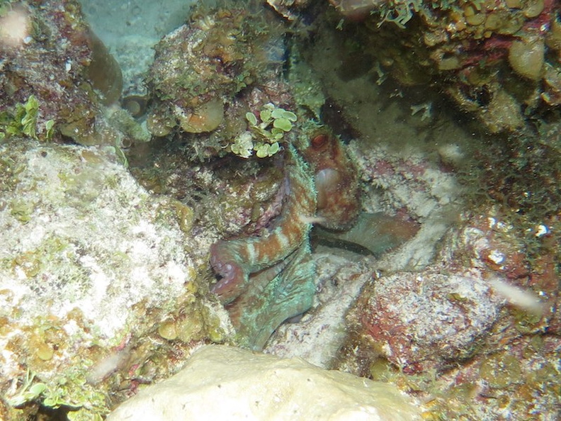 097 Reef Octopus IMG_5270.jpg